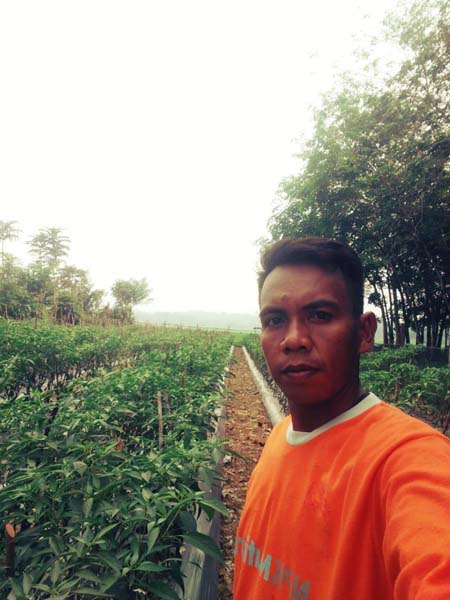 Tenaga Honorer Pemkab Kuansing yang Dirumahkan, Eki Kini Sukses Jadi Petani Cabai